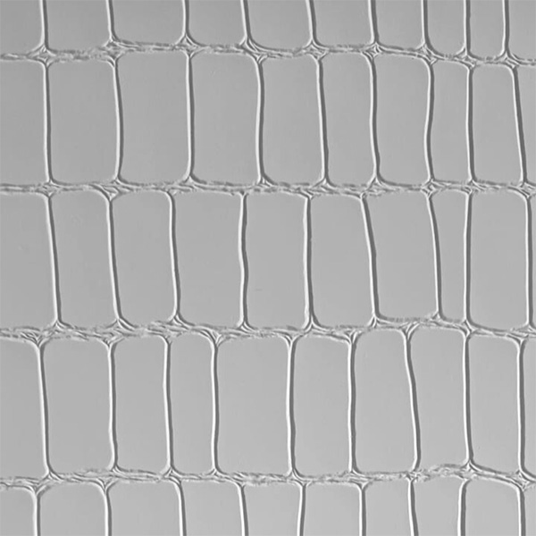 COCCO T021 - MakeFashion